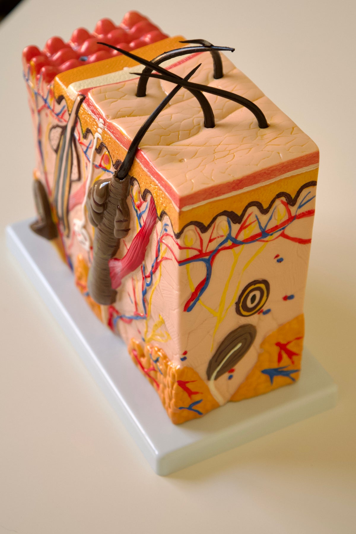 Anatomy Model – Skin Block