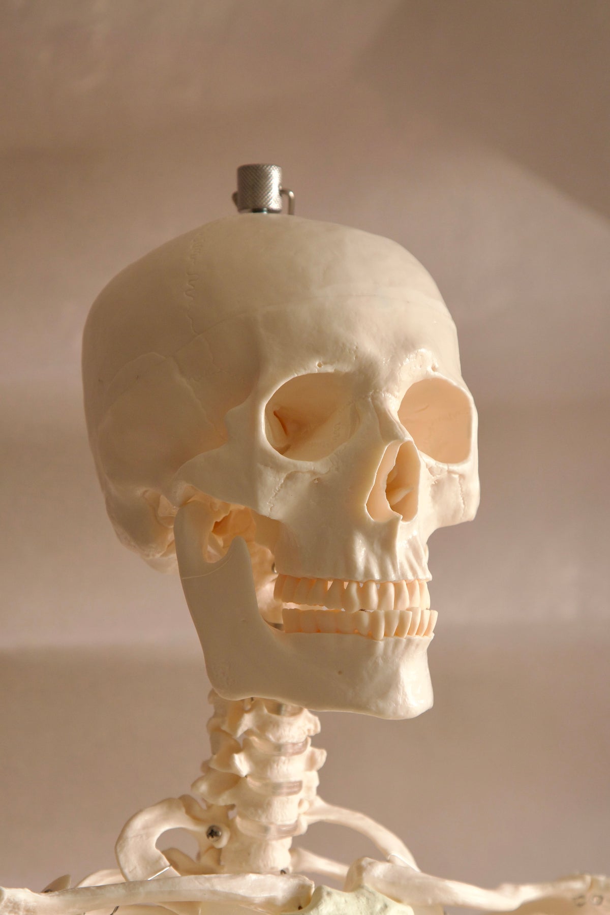 Life-Size Human Skeleton Model (180cm)