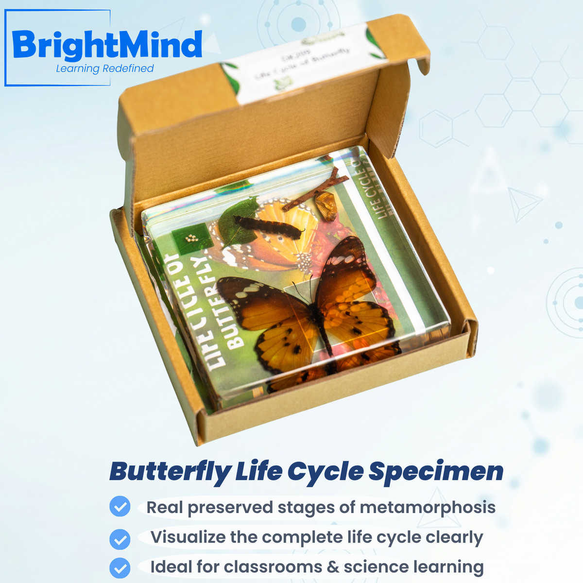 Butterfly Life Cycle Specimen