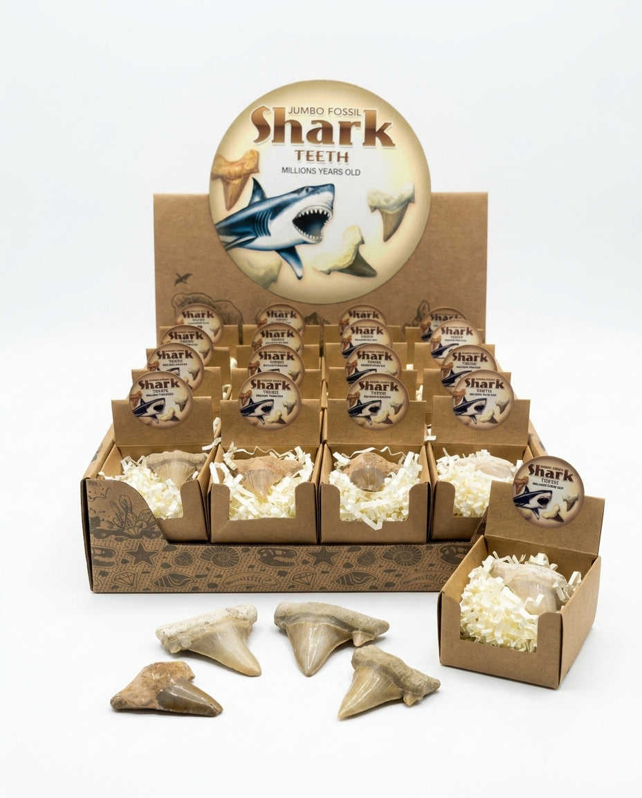 Jumbo Fossil Shark Teeth