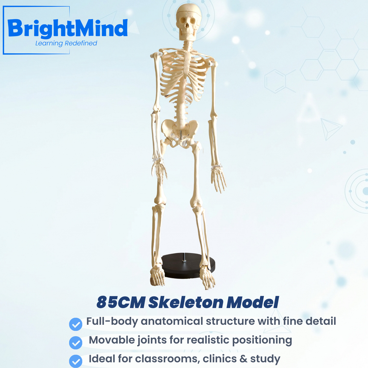 85CM Skeleton Model