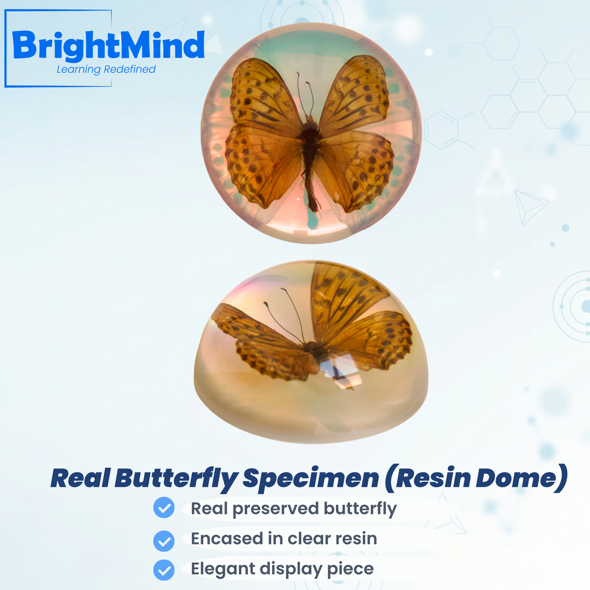 Indian Fritillary