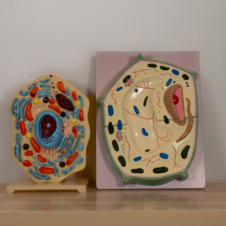 Anatomy Model – Animal Cell