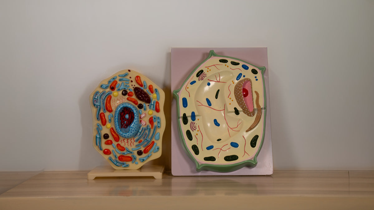 Anatomy Model – Animal Cell