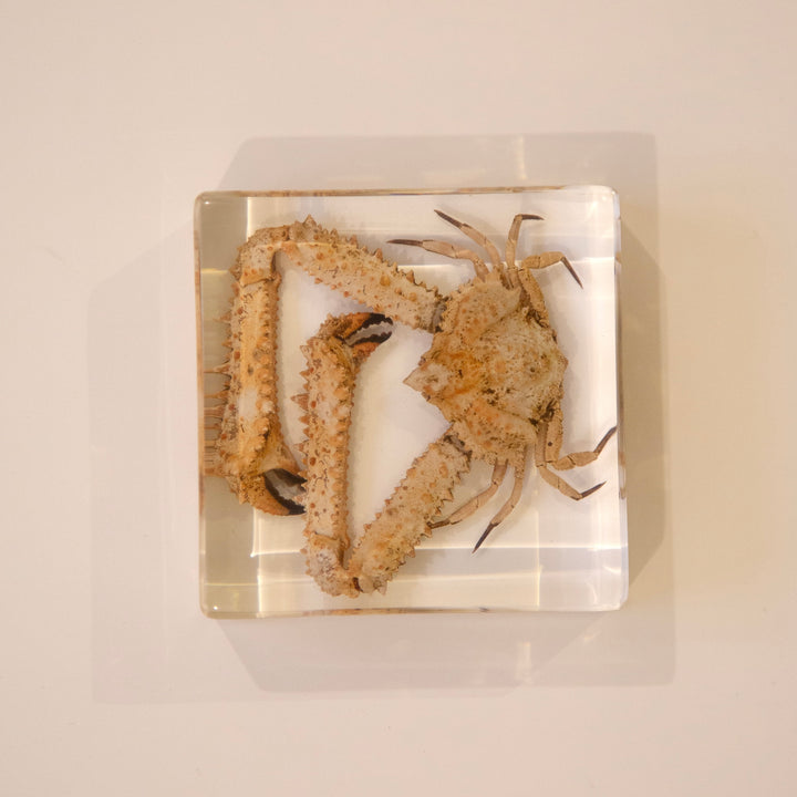 سلطعون طويل الذراعين (Elbow Crab)