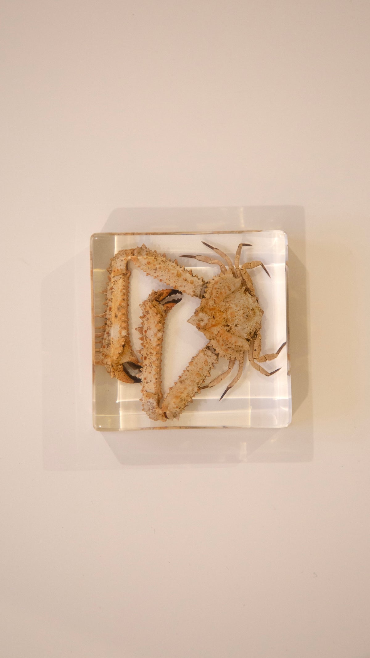 Elbow Crab