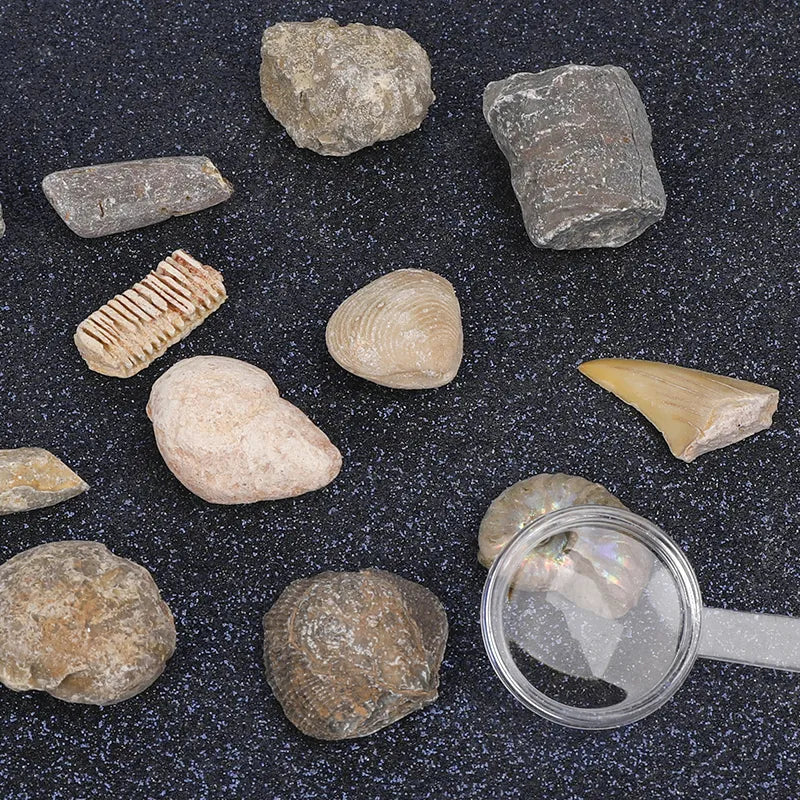 Fossils Collection Kits