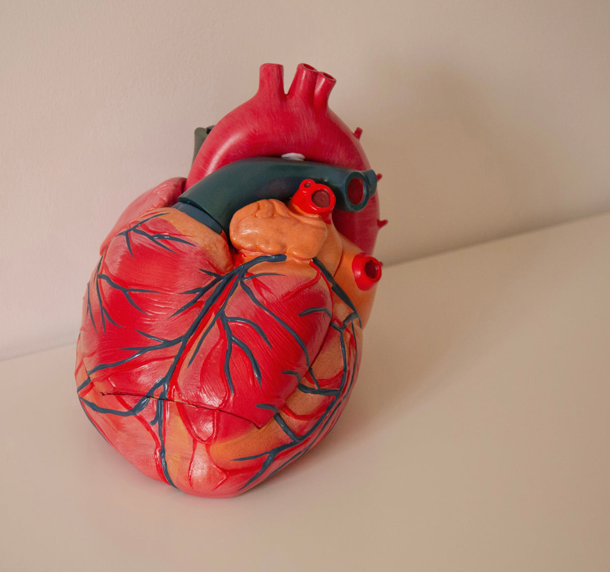 Human Heart Anatomy Model  (Jumbo Size)