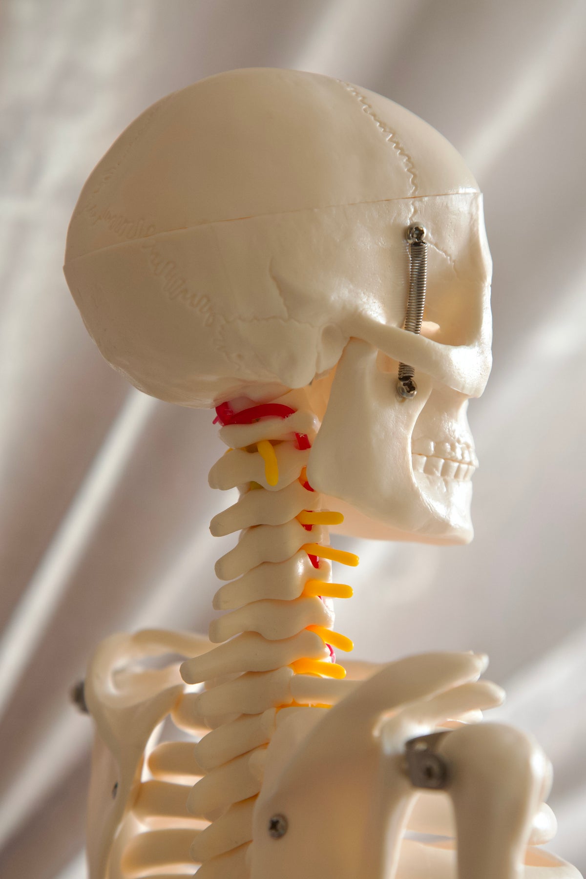 85CM Skeleton Model