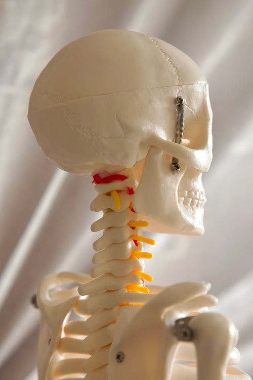 85CM Skeleton Model