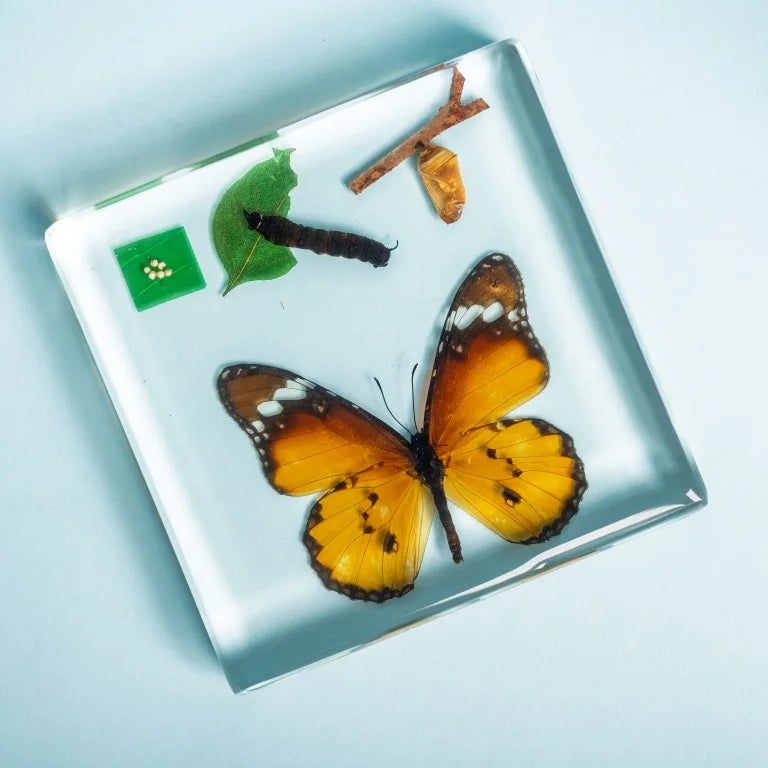 Butterfly Life Cycle Specimen