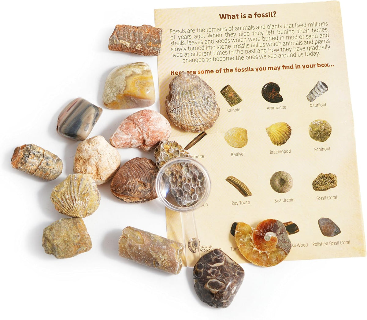 Fossils Collection Kits