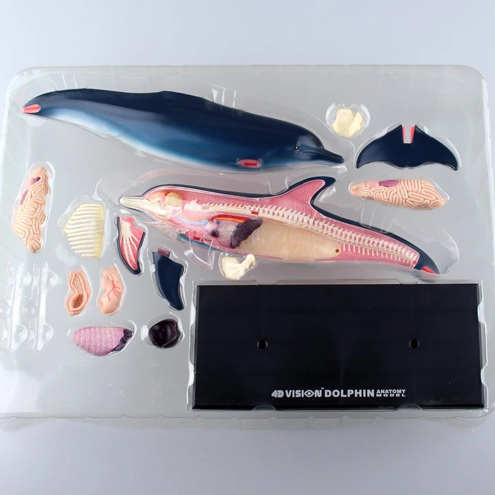 Anatomy Model – Dolphin