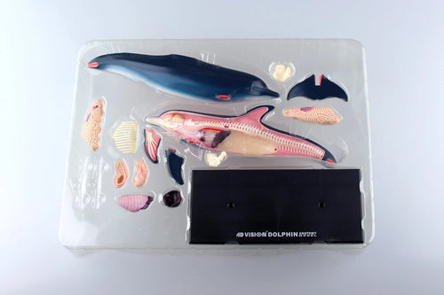 Anatomy Model – Dolphin