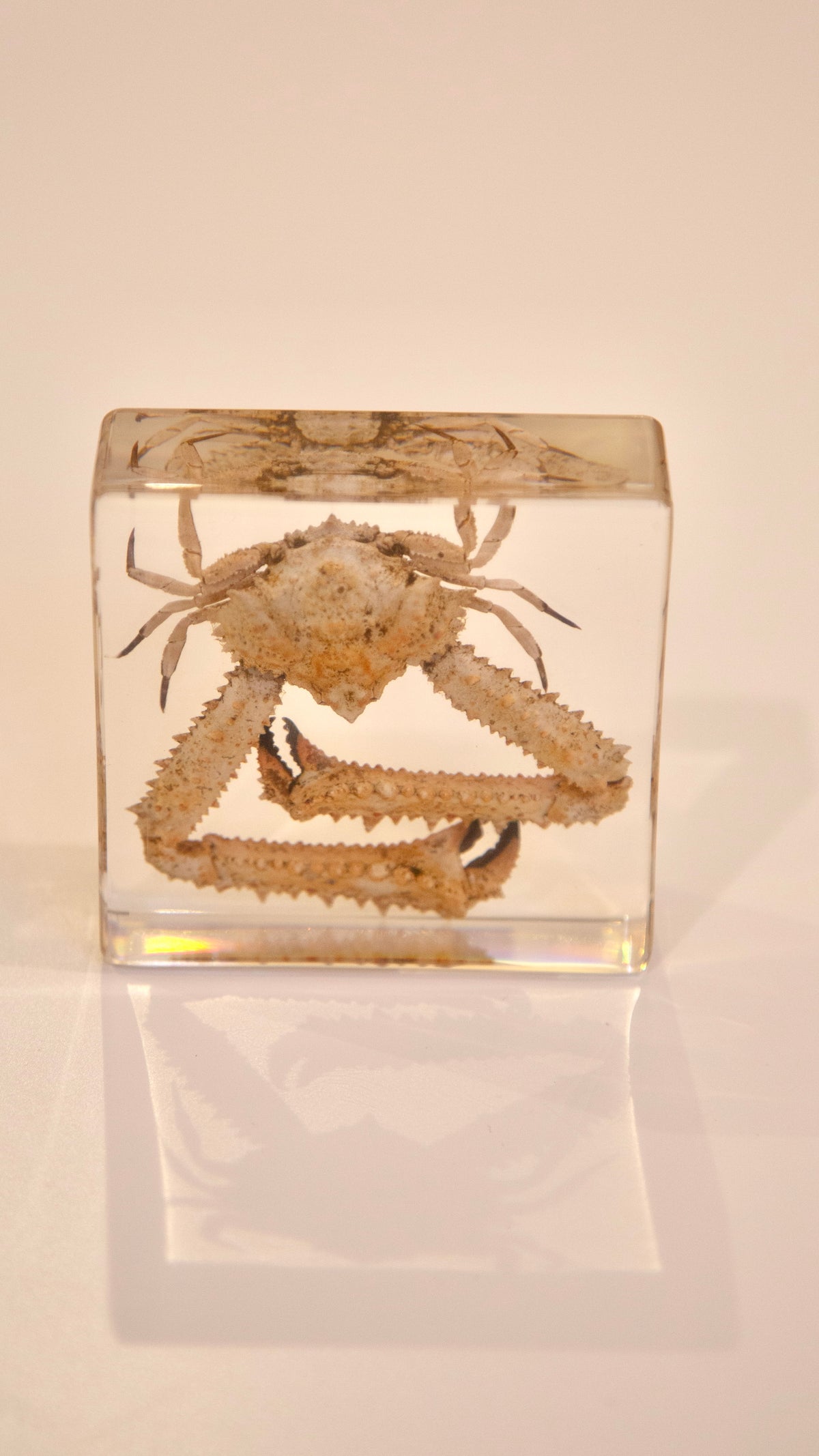 Elbow Crab