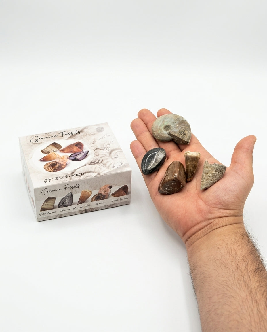 Fossil Gift Box