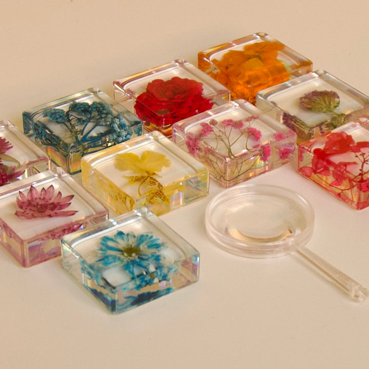Real Preserved Flower Specimen Set
