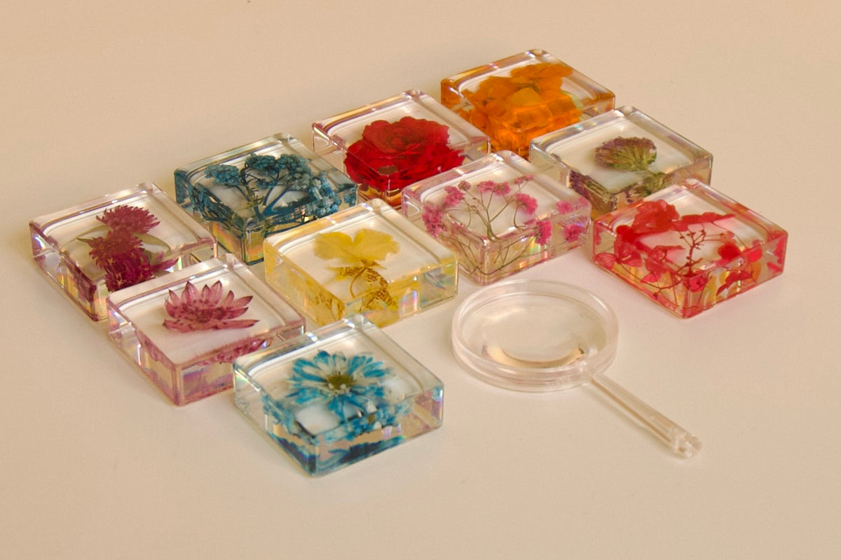 Real Preserved Flower Specimen Set