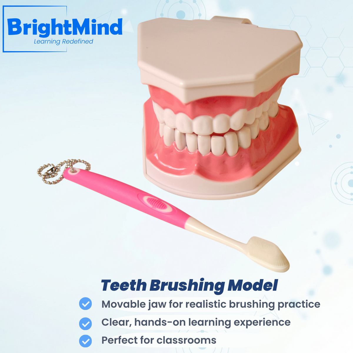 Anatomy Model – Teeth Brushing Demonstrator