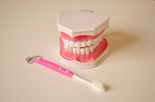Anatomy Model – Teeth Brushing Demonstrator