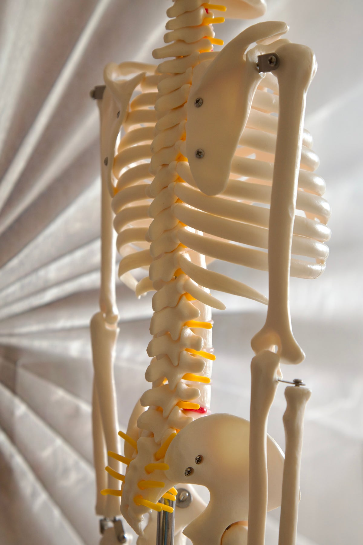 85CM Skeleton Model
