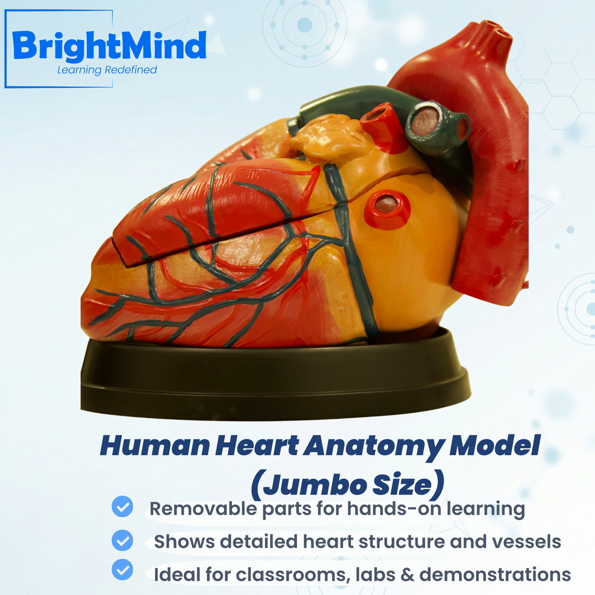 Human Heart Anatomy Model  (Jumbo Size)