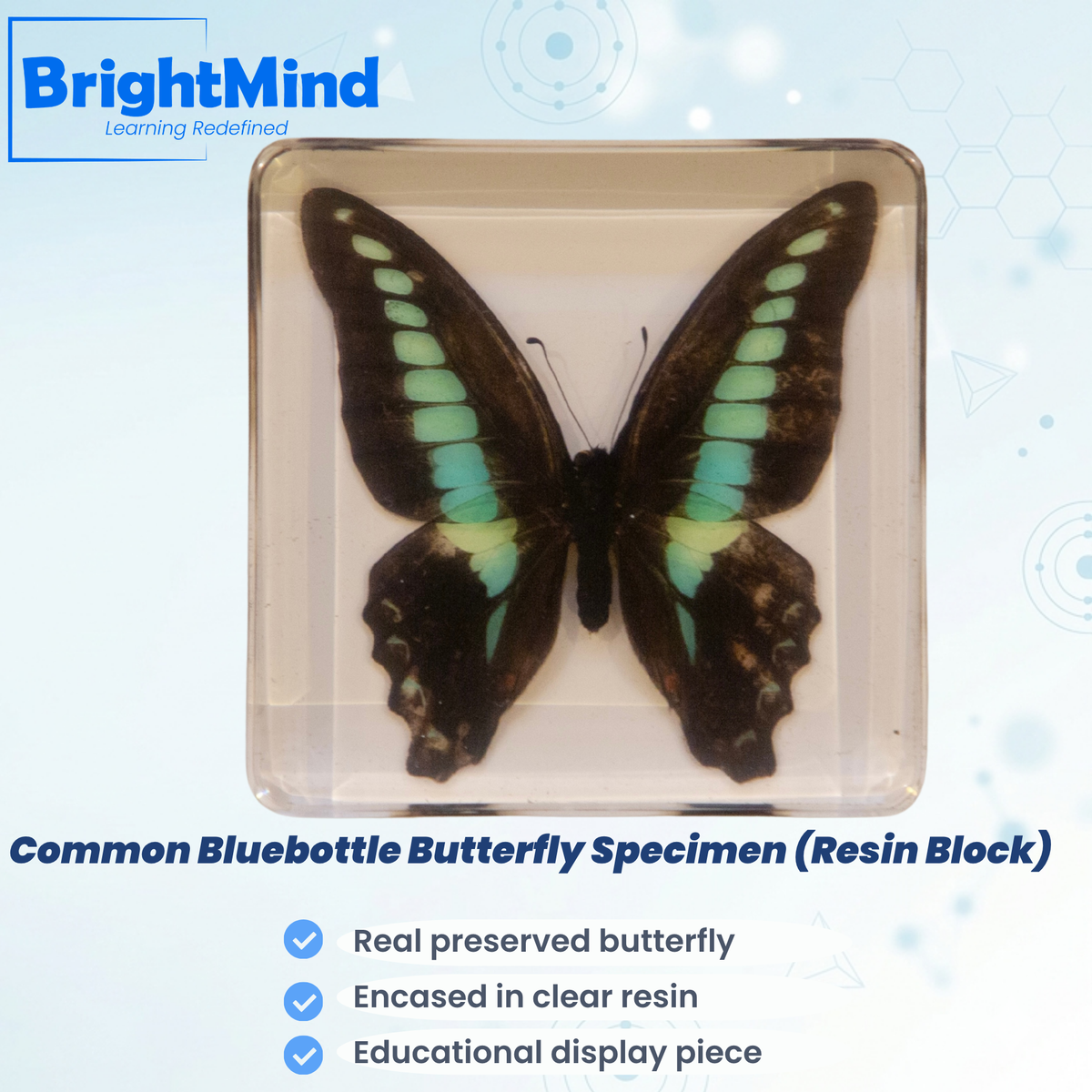 Common Bluebottle
