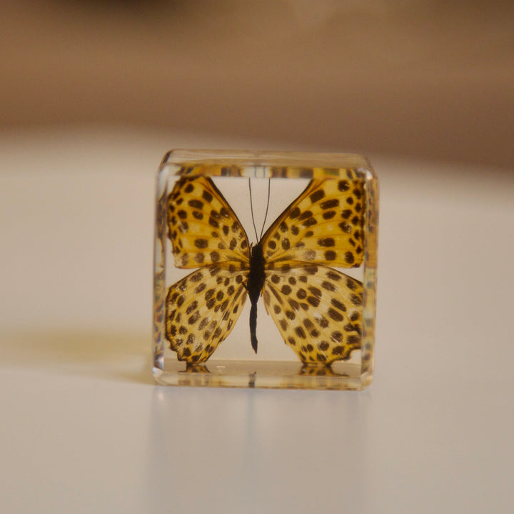 Timelaea maculata