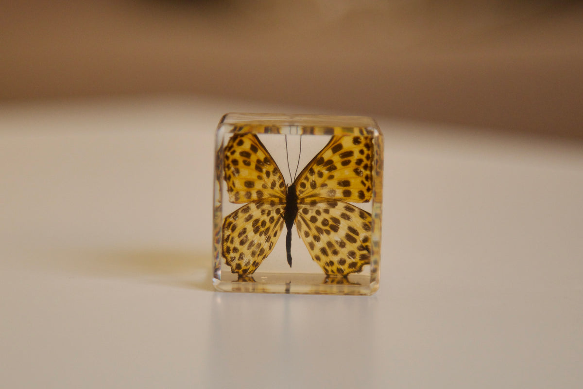 Timelaea maculata