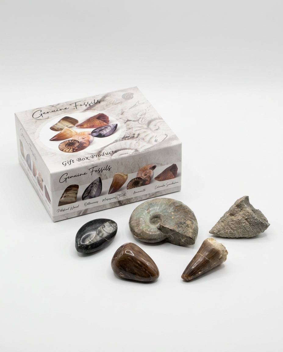 Fossil Gift Box