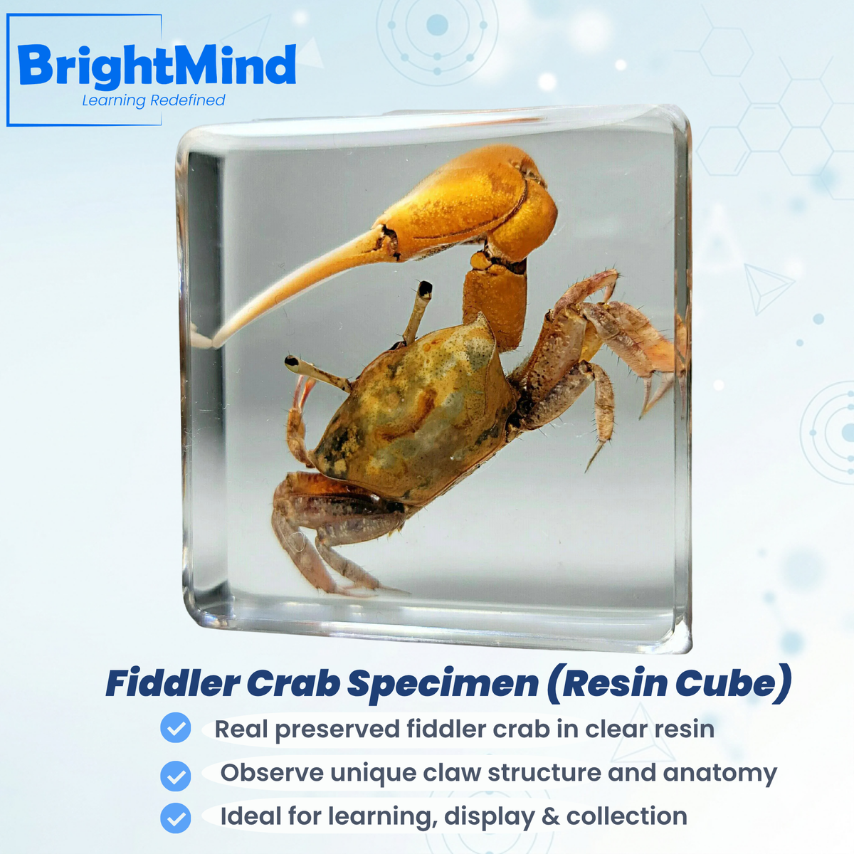 Fiddler Crab