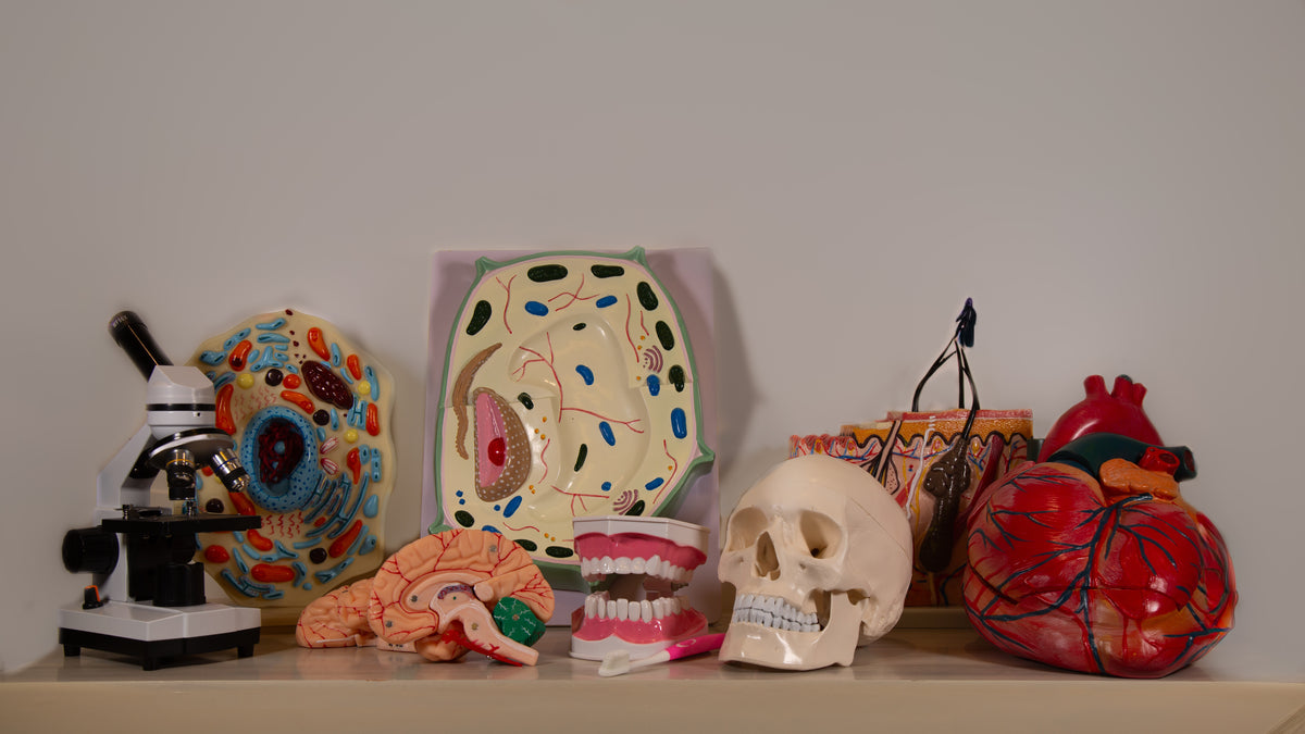 Anatomy Model – Skin Block