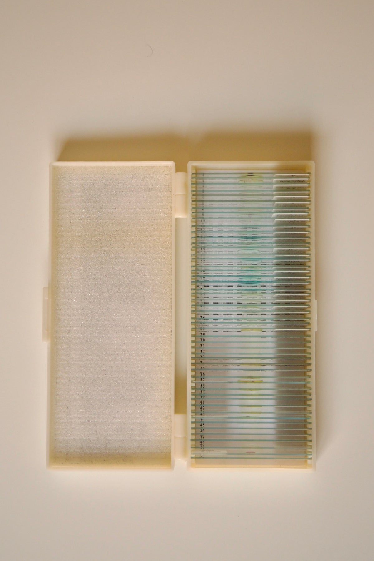 Prepared Microscope Slides Set