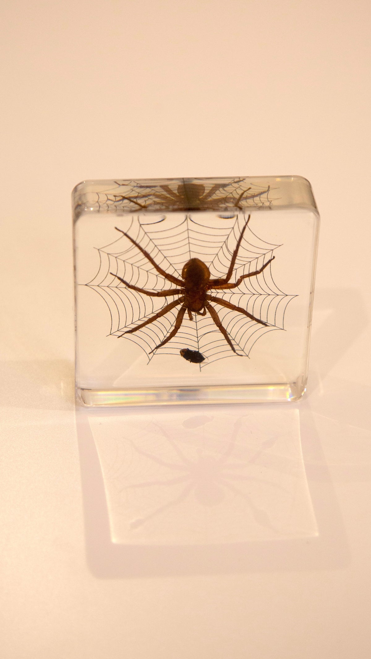 Wolf Spider