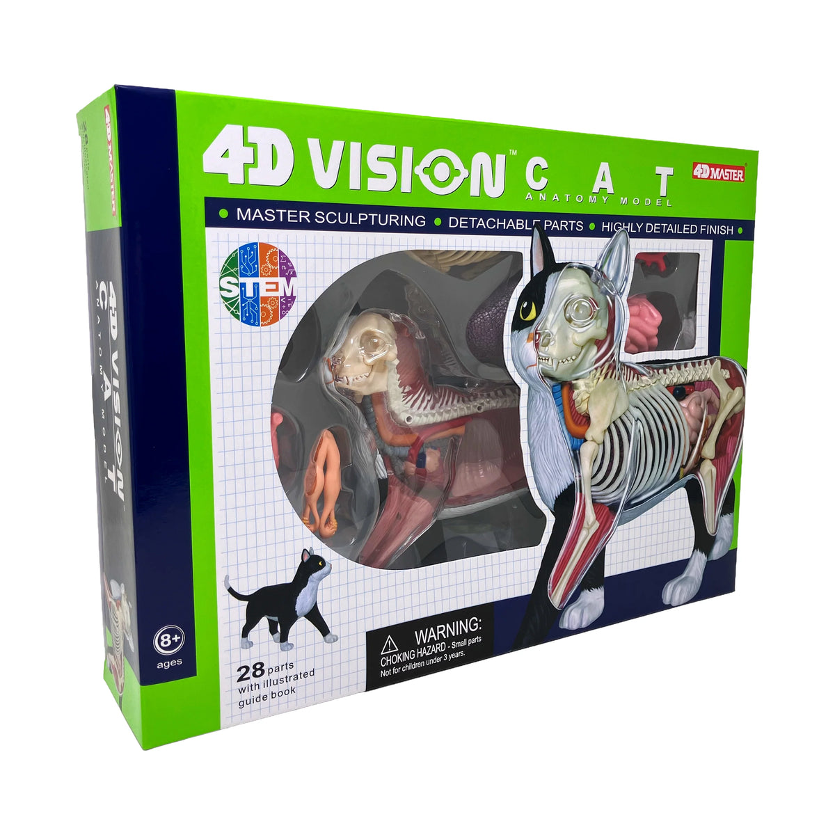 Anatomy Model – Cat