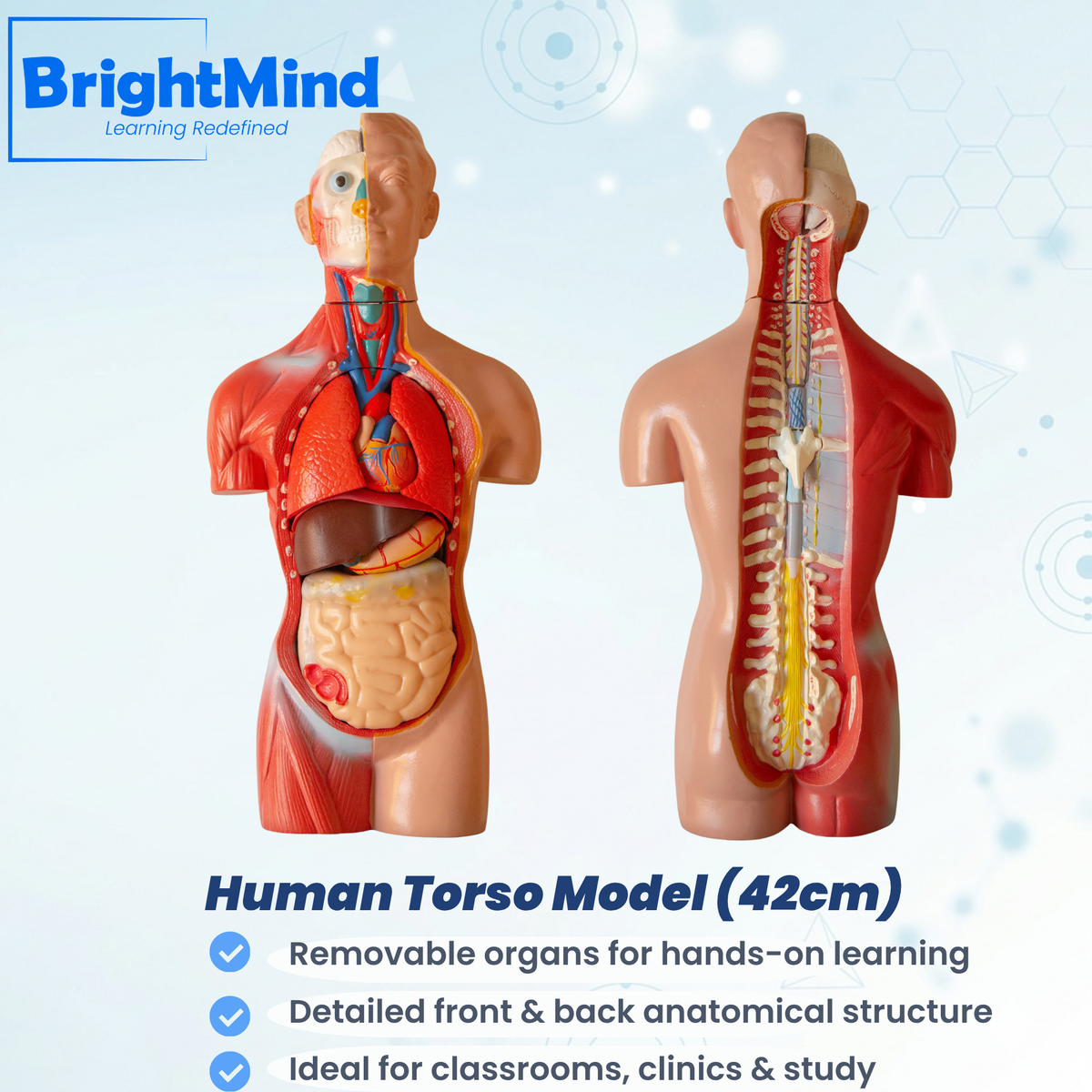 Anatomy Model – Human Torso (42 cm)