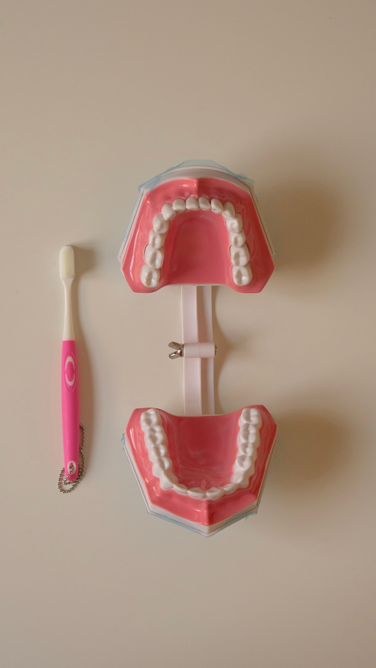 Anatomy Model – Teeth Brushing Demonstrator