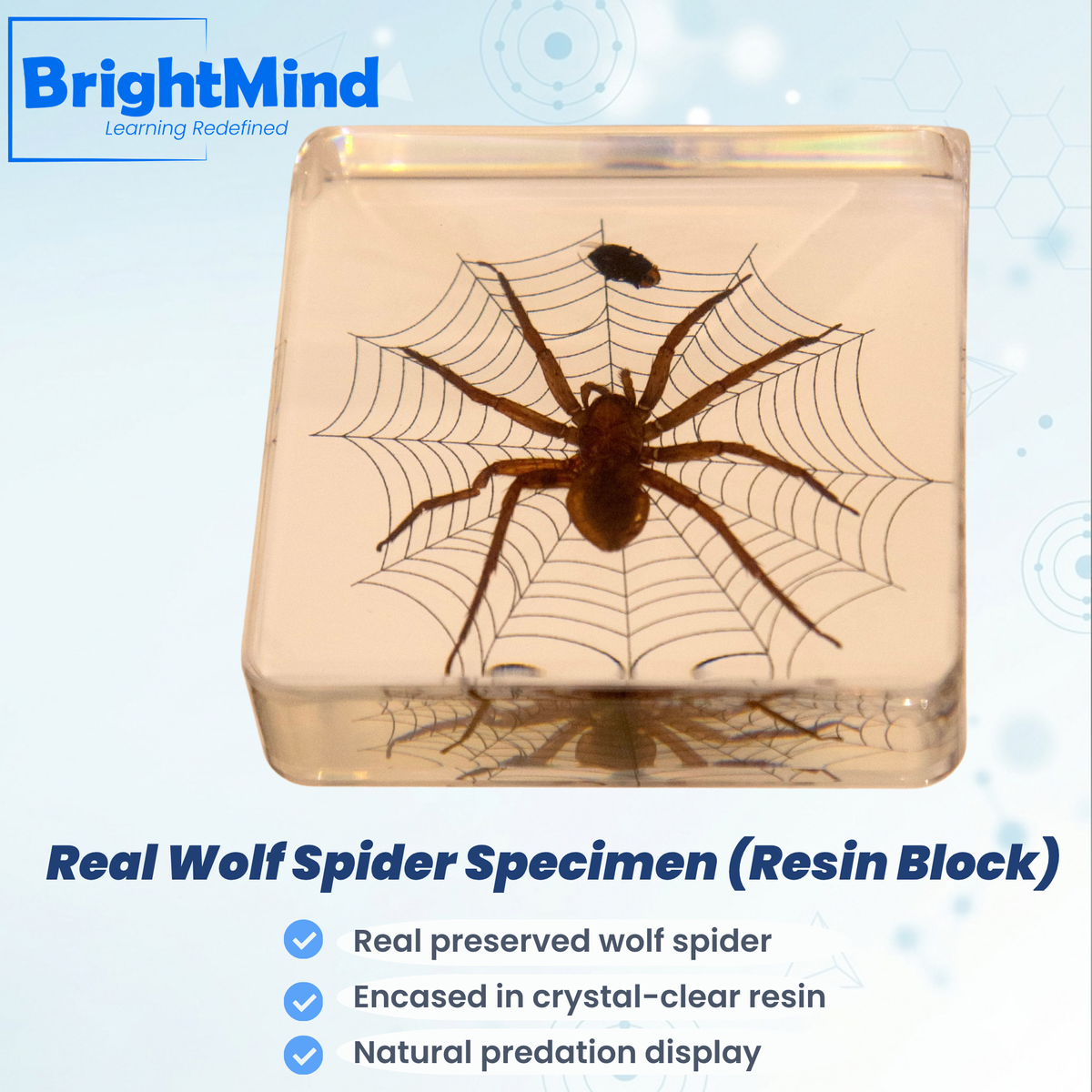Wolf Spider
