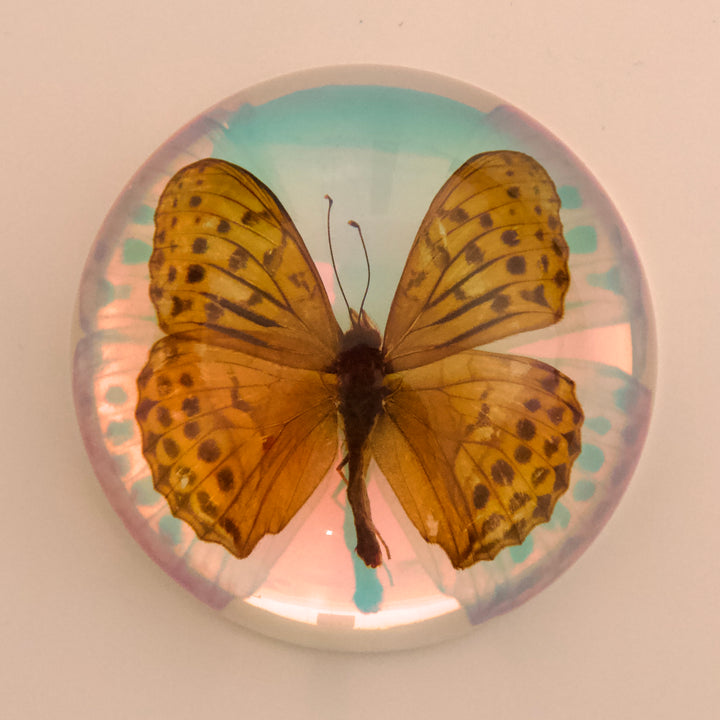 فراشة الفريتيلاري الهندية (Indian Fritillary)