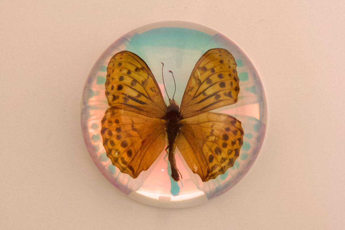 Indian Fritillary