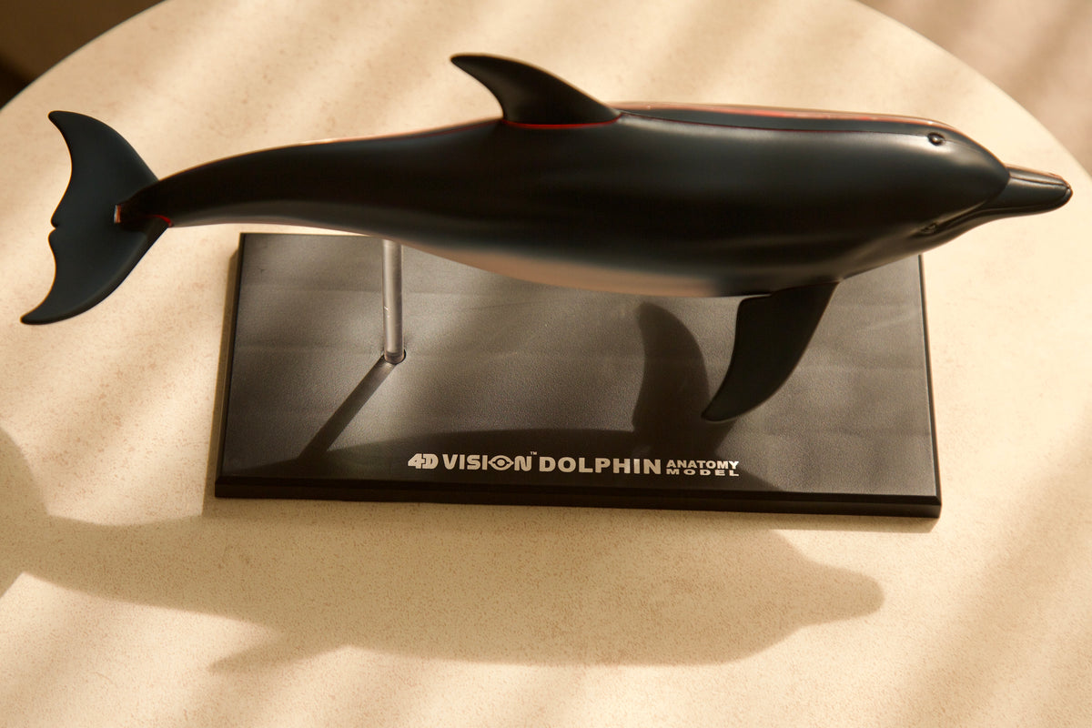 Anatomy Model – Dolphin