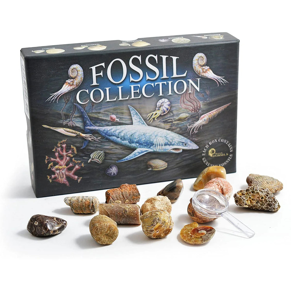 Fossils Collection Kits