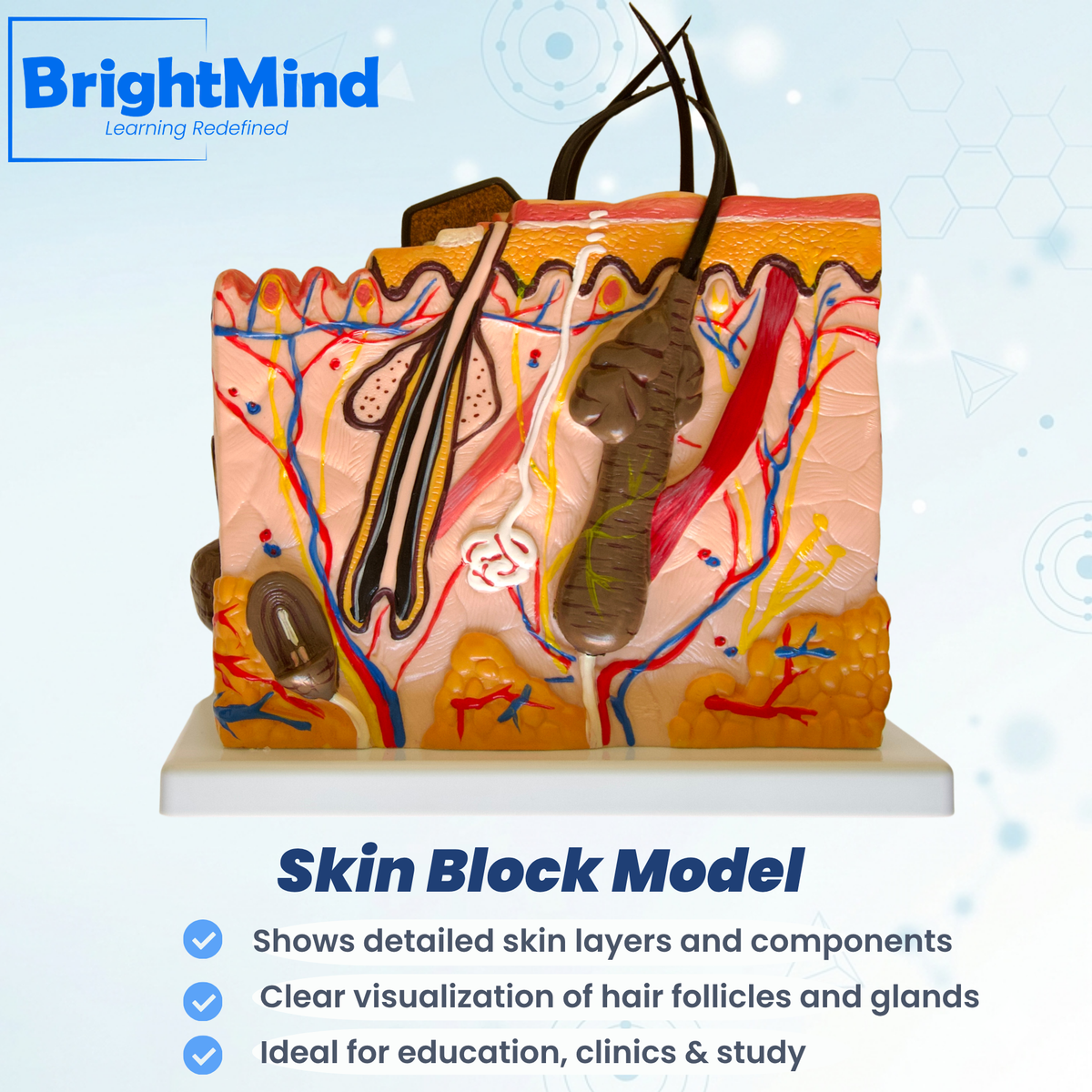 Anatomy Model – Skin Block