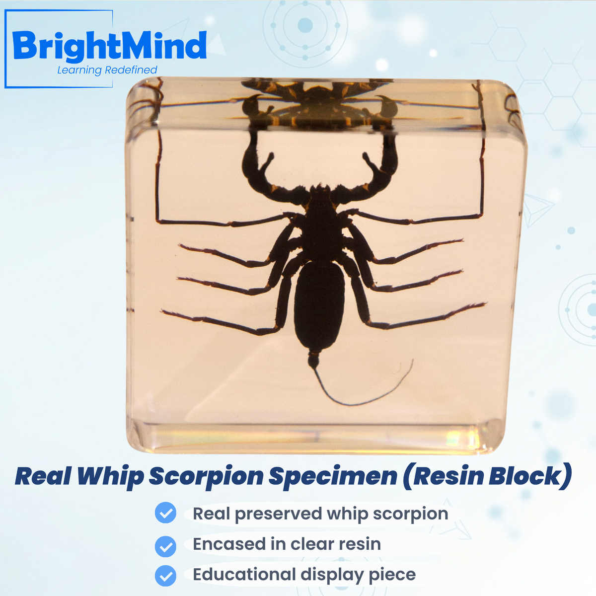Whip Scorpion