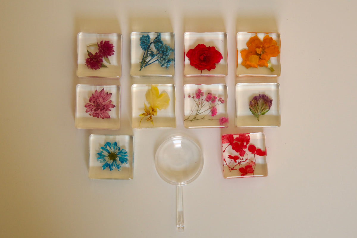 Real Preserved Flower Specimen Set