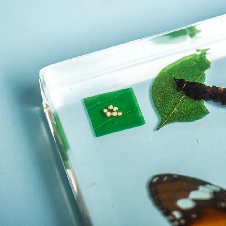 Butterfly Life Cycle Specimen