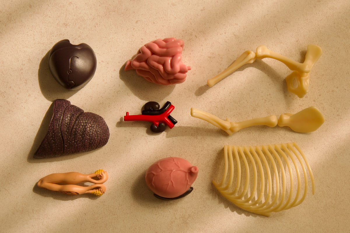 Anatomy Model – Cat