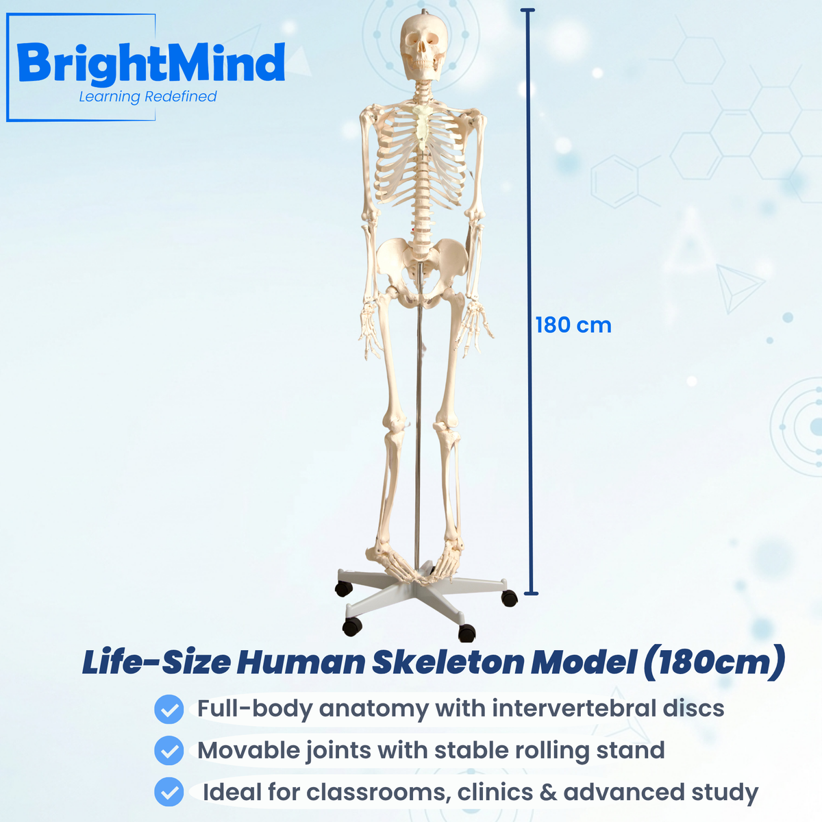 Life-Size Human Skeleton Model (180cm)