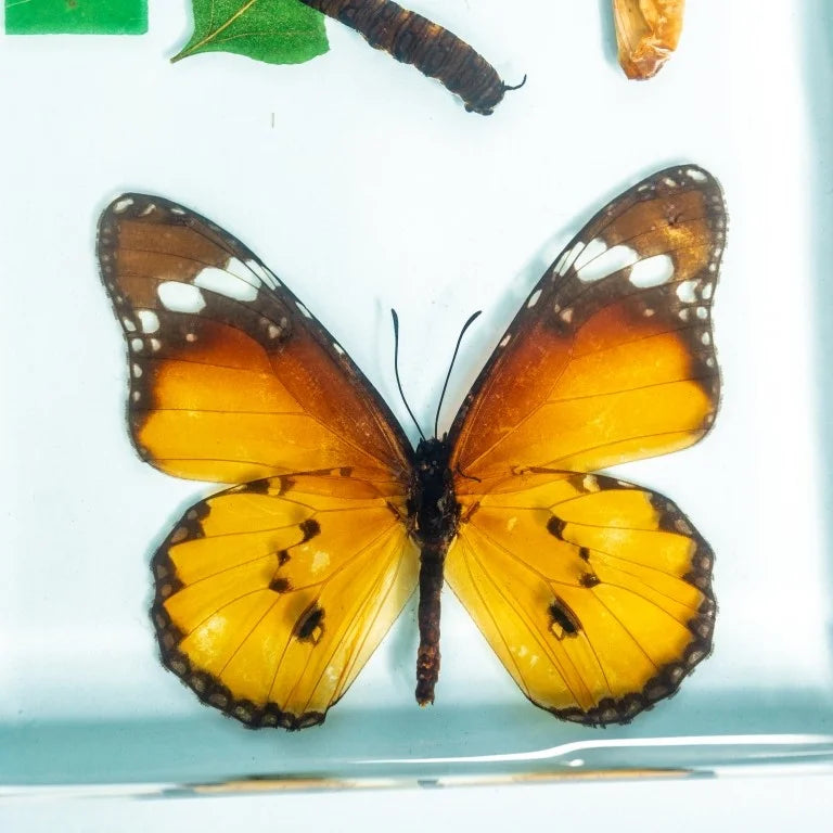 Butterfly Life Cycle Specimen