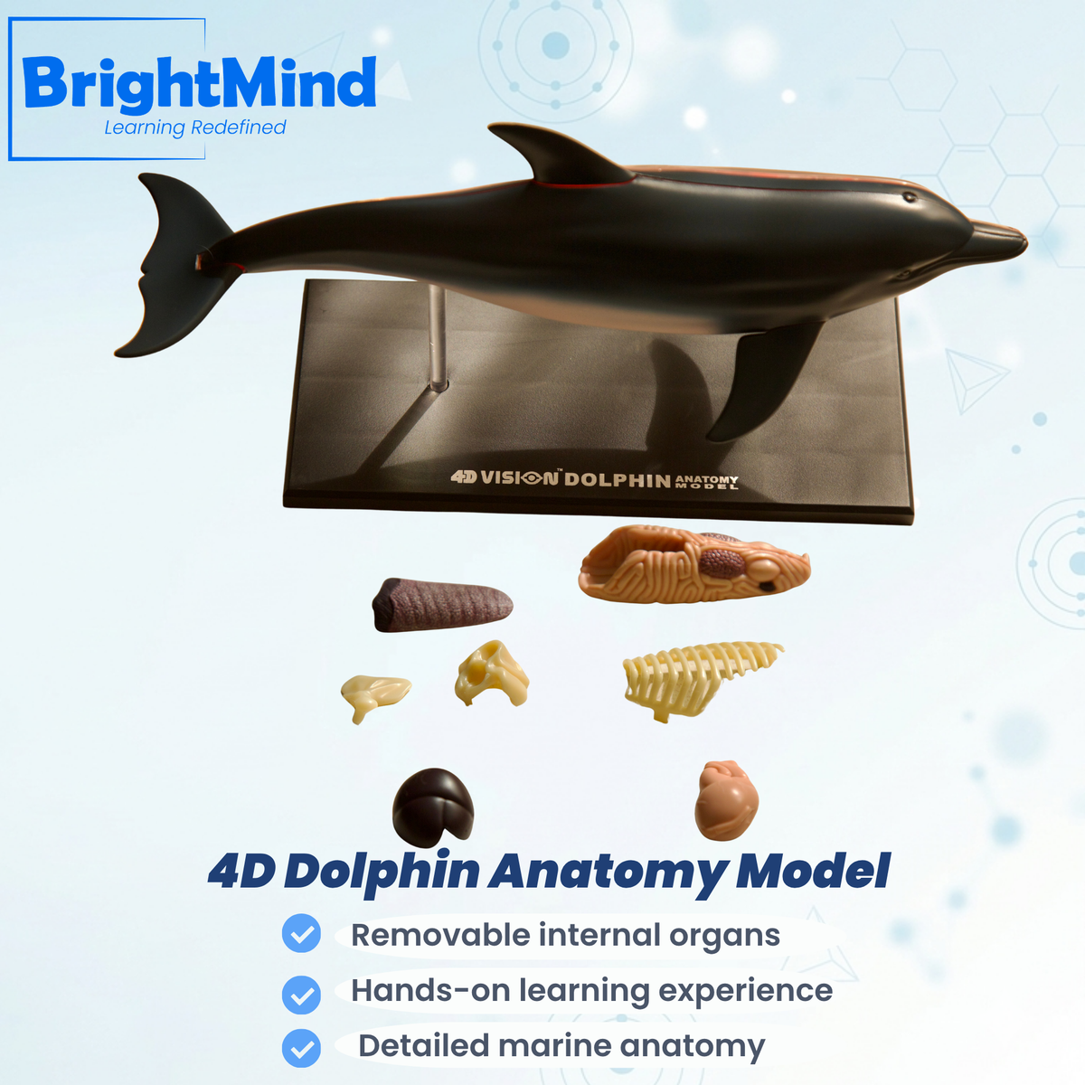 Anatomy Model – Dolphin